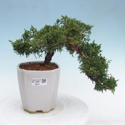 Vonkajší bonsai - Juniperus chinensis Kishu -Jalovec čínsky