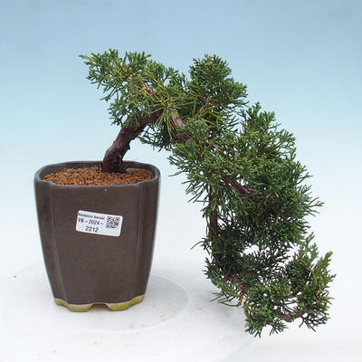 Vonkajší bonsai - Juniperus chinensis Kishu -Jalovec čínsky