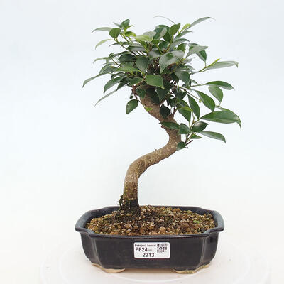 Izbová bonsai - Ficus kimmen - malolistá fikus