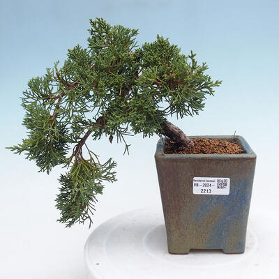 Vonkajší bonsai - Juniperus chinensis Kishu -Jalovec čínsky