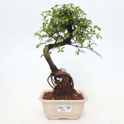 Izbová bonsai - Ulmus parvifolia - Malolistý brest - 1