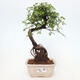 Izbová bonsai - Ulmus parvifolia - Malolistý brest - 1/3