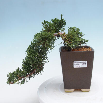 Vonkajší bonsai - Juniperus chinensis Kishu -Jalovec čínsky