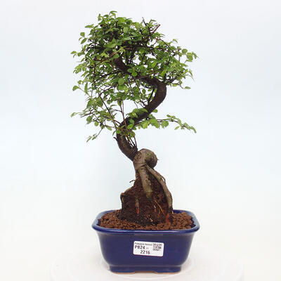 Izbová bonsai - Ulmus parvifolia - Malolistý brest - 1