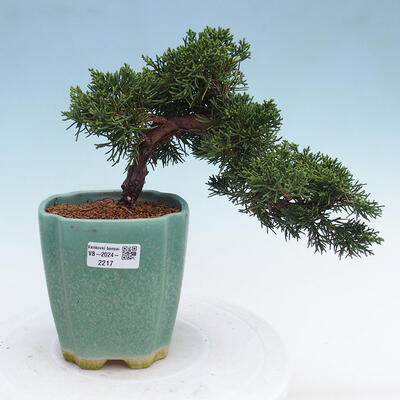 Vonkajší bonsai - Juniperus chinensis Kishu -Jalovec čínsky