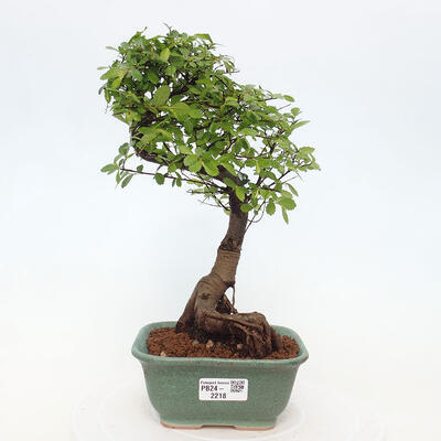 Izbová bonsai - Ulmus parvifolia - Malolistý brest - 1