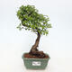 Izbová bonsai - Ulmus parvifolia - Malolistý brest - 1/3