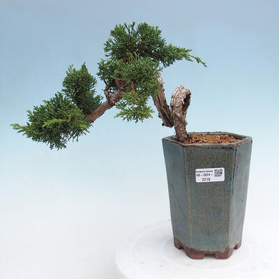 Vonkajší bonsai - Juniperus chinensis Kishu -Jalovec čínsky - 1