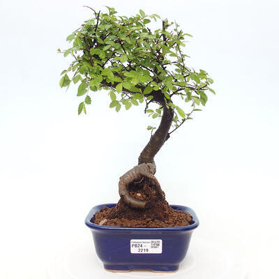 Izbová bonsai - Ulmus parvifolia - Malolistý brest - 1