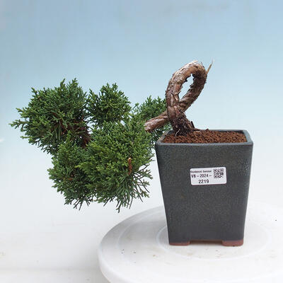 Vonkajší bonsai - Juniperus chinensis Kishu -Jalovec čínsky - 1