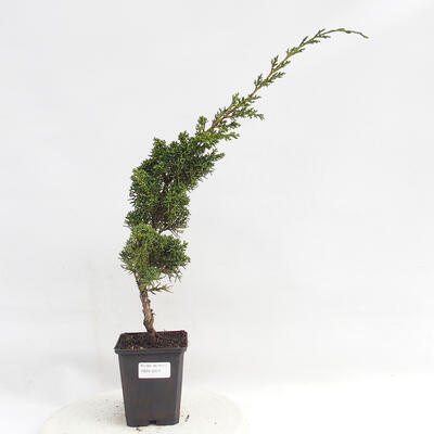 Vonkajší bonsai - Juniperus chinensis Kishu -Jalovec čínsky