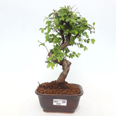 Izbová bonsai - Ulmus parvifolia - Malolistý brest - 1