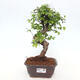 Izbová bonsai - Ulmus parvifolia - Malolistý brest - 1/3