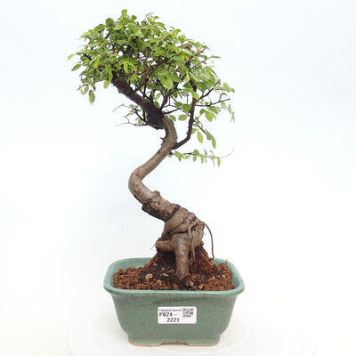 Izbová bonsai - Ulmus parvifolia - Malolistý brest - 1