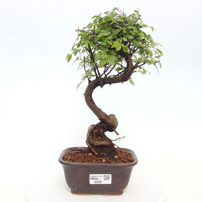 Izbová bonsai - Ulmus parvifolia - Malolistý brest - 1