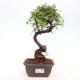 Izbová bonsai - Ulmus parvifolia - Malolistý brest - 1/3