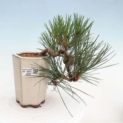 Vonkajší bonsai - Pinus thunbergii - Borovica thunbergova - 1