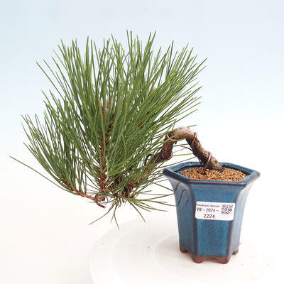 Vonkajší bonsai - Pinus thunbergii - Borovica thunbergova - 1