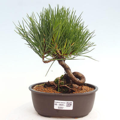 Vonkajší bonsai - Pinus thunbergii - Borovica thunbergova - 1