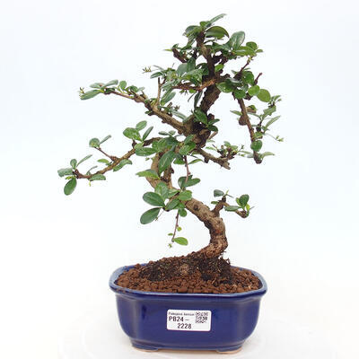 Izbová bonsai - Carmona macrophylla - Čaj fuki - 1