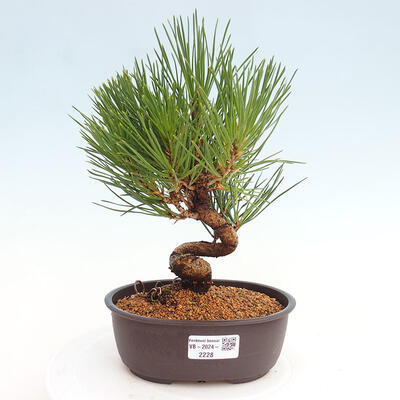 Vonkajší bonsai - Pinus thunbergii - Borovica thunbergova - 1