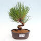 Vonkajší bonsai - Pinus thunbergii - Borovica thunbergova - 1/4