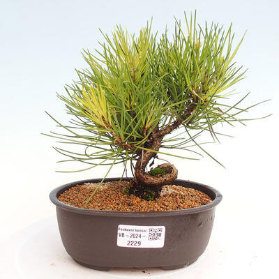 Vonkajší bonsai - Pinus thunbergii - Borovica thunbergova - 1