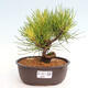 Vonkajší bonsai - Pinus thunbergii - Borovica thunbergova - 1/4