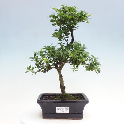 Izbová bonsai - Ilex crenata - Cezmína