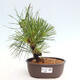 Vonkajší bonsai - Pinus thunbergii - Borovica thunbergova - 1/4