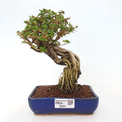 Izbová bonsai - Premna serratifolia - Kozlovoň malolistá - 1