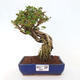 Izbová bonsai - Premna serratifolia - Kozlovoň malolistá - 1/4