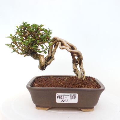 Izbová bonsai - Premna serratifolia - Kozlovoň malolistá - 1