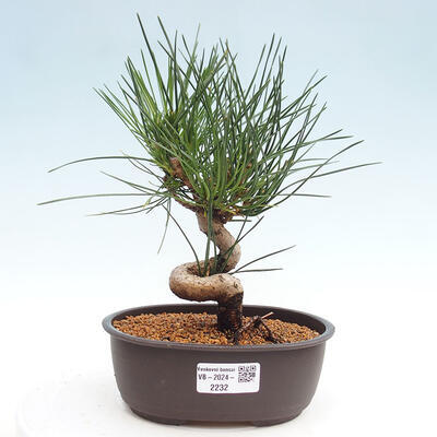 Vonkajší bonsai - Pinus thunbergii - Borovica thunbergova - 1