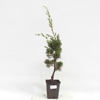 Vonkajší bonsai - Juniperus chinensis Kishu -Jalovec čínsky