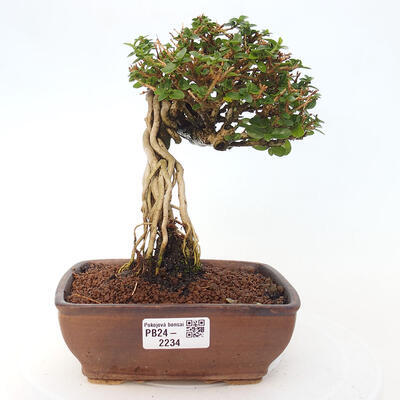 Izbová bonsai - Premna serratifolia - Kozlovoň malolistá - 1