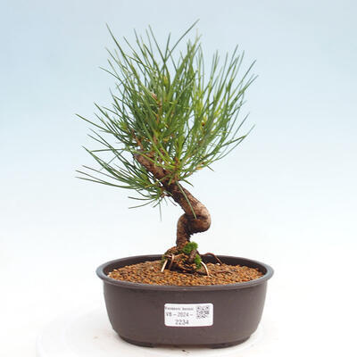 Vonkajší bonsai - Pinus thunbergii - Borovica thunbergova - 1