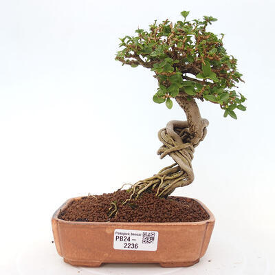 Izbová bonsai - Premna serratifolia - Kozlovoň malolistá - 1