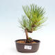 Vonkajší bonsai - Pinus thunbergii - Borovica thunbergova - 1/4