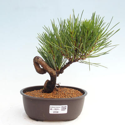 Vonkajší bonsai - Pinus thunbergii - Borovica thunbergova - 1