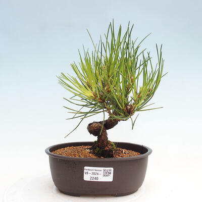 Vonkajší bonsai - Pinus thunbergii - Borovica thunbergova - 1