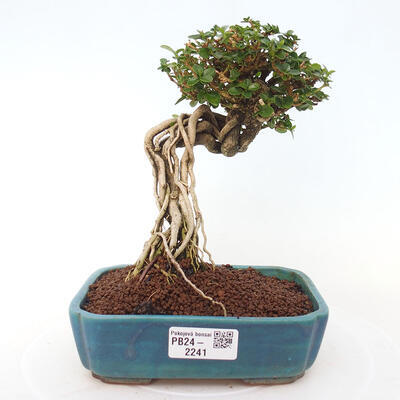 Izbová bonsai - Premna serratifolia - Kozlovoň malolistá - 1