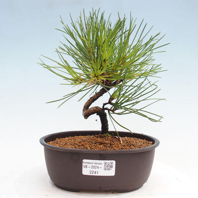 Vonkajší bonsai - Pinus thunbergii - Borovica thunbergova - 1