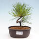 Vonkajší bonsai - Pinus thunbergii - Borovica thunbergova - 1/4