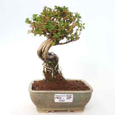 Izbová bonsai - Premna serratifolia - Kozlovoň malolistá - 1