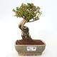 Izbová bonsai - Premna serratifolia - Kozlovoň malolistá - 1/4