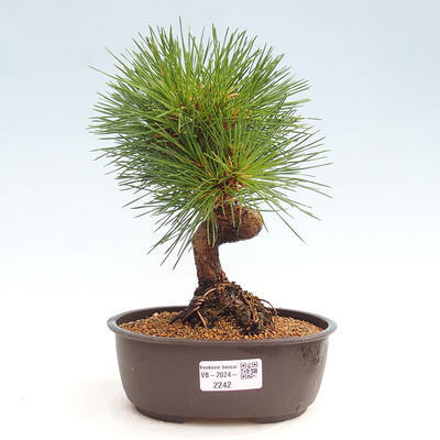 Vonkajší bonsai - Pinus thunbergii - Borovica thunbergova - 1