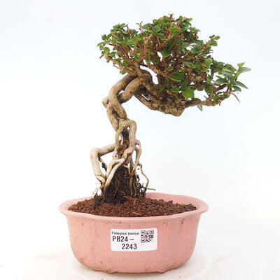 Izbová bonsai - Premna serratifolia - Kozlovoň malolistá - 1