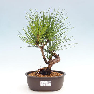 Vonkajší bonsai - Pinus thunbergii - Borovica thunbergova - 1