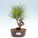 Vonkajší bonsai - Pinus thunbergii - Borovica thunbergova - 1/4